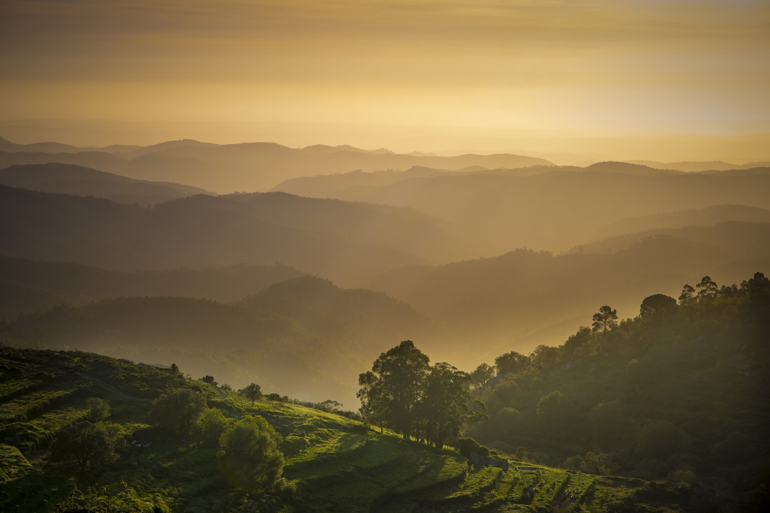 Algarve vineyards and hills at sunset, in golden tones